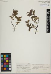 Foto von Salix herbacea L. x Salix lapponum L.